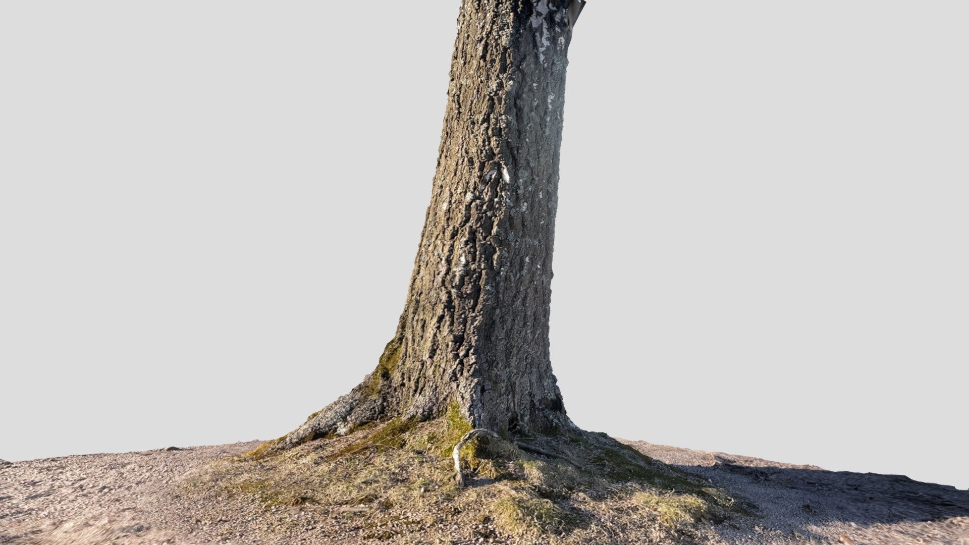 Large birch tree, RealityScan app beta