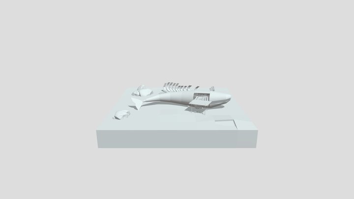 whale 3D Model