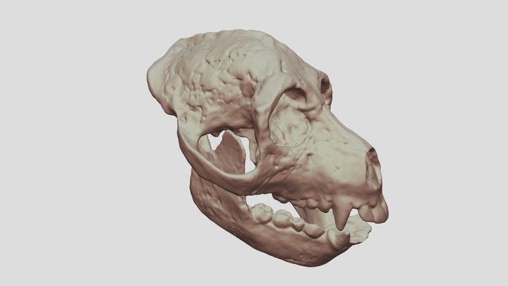 Aegyptopithecus zeuxis (crâne et mandibule) 3D Model