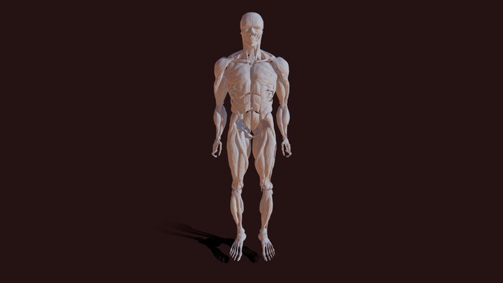 Anatomy Study 3D Model