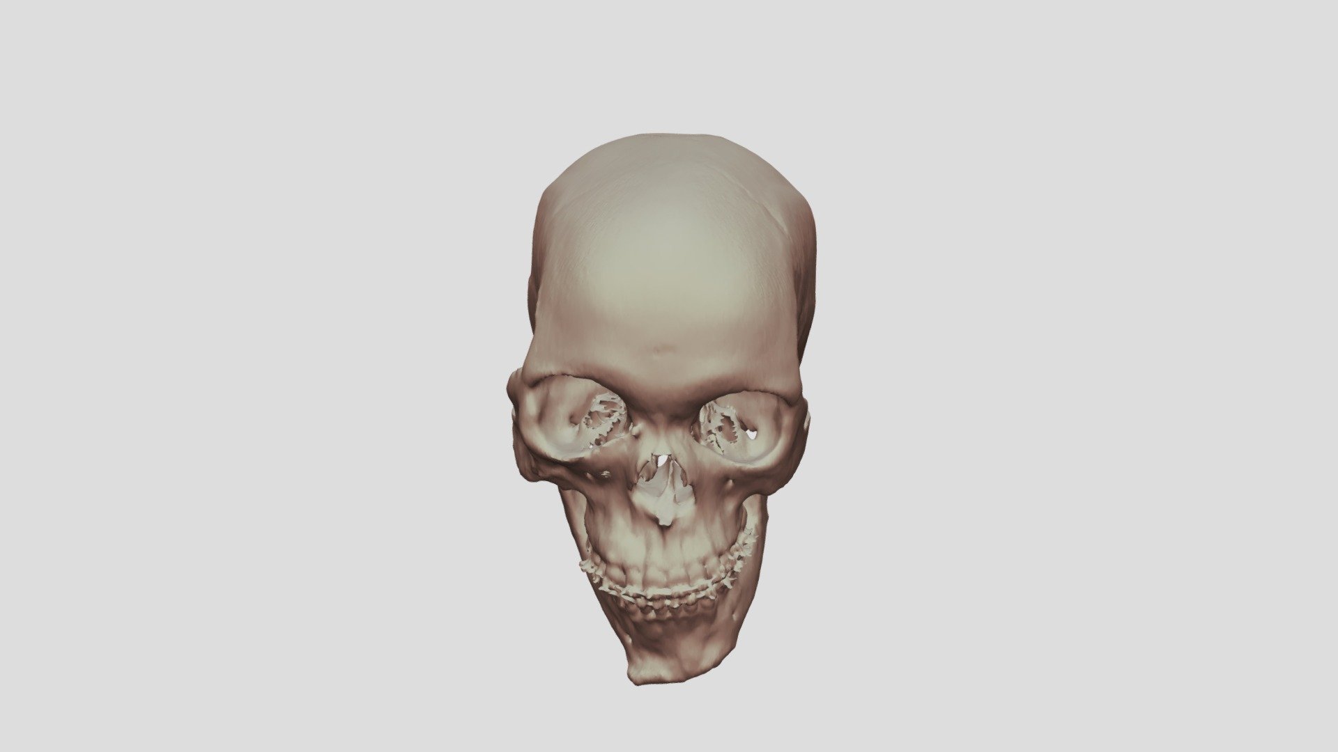 Skull