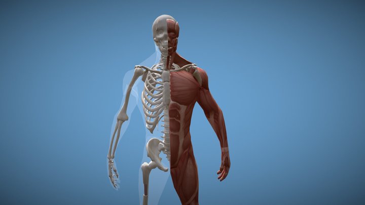 The muskuloskeletal system 3D Model