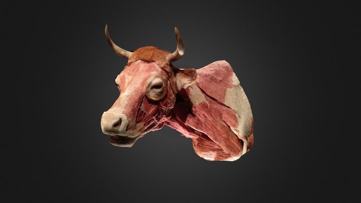 Cow - muscles 3D Model