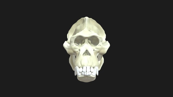 Orangutan Skull 3D Model