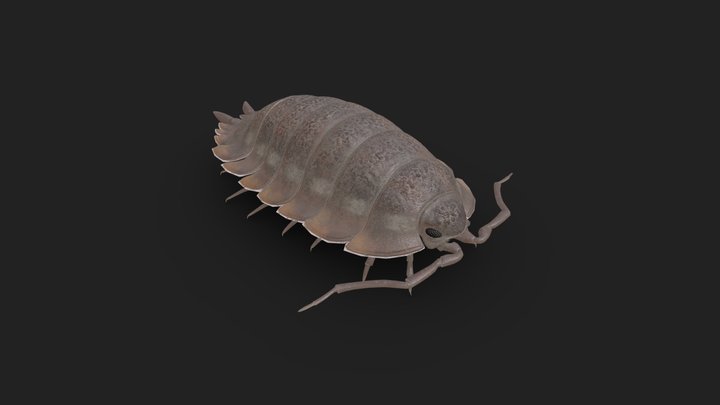Trachelipus ratzeburgii 3D Model