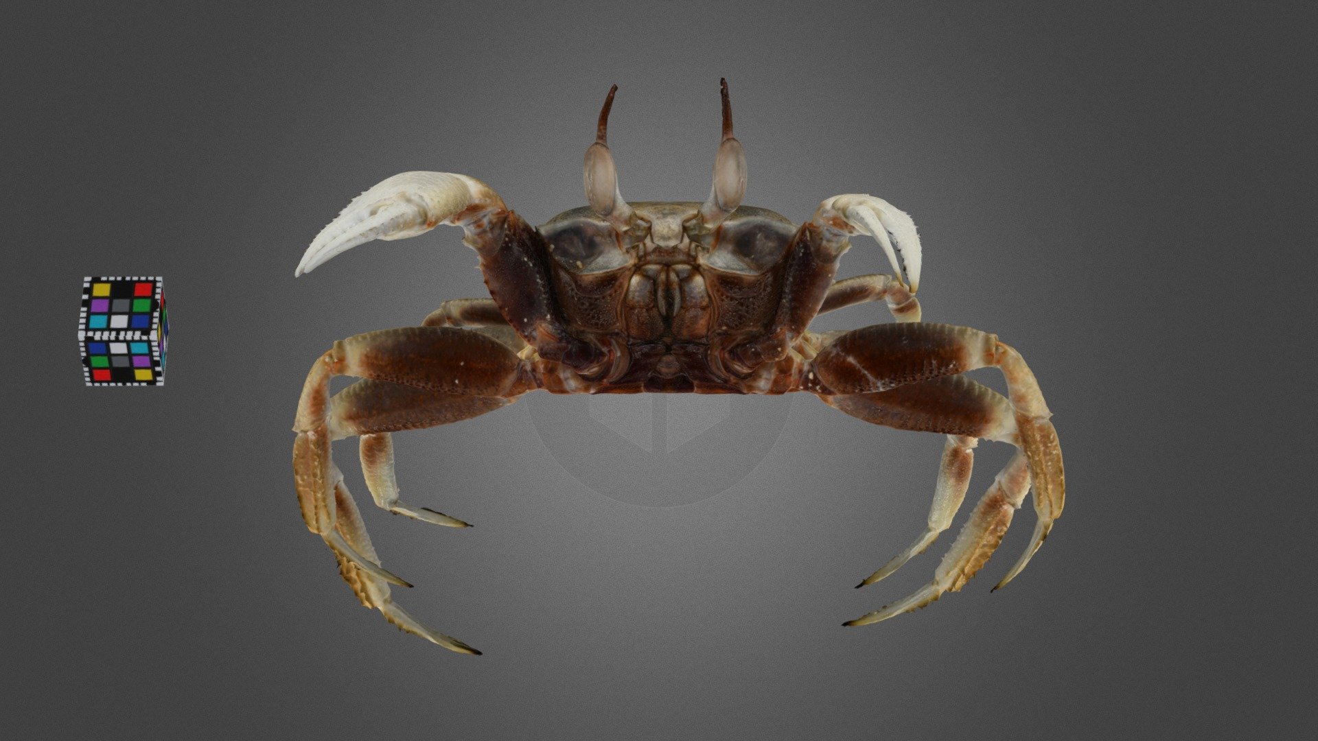 CC0 ツノメガニ 🦀 ♂ Horn-eyed Ghost Crab - Download Free 3D model