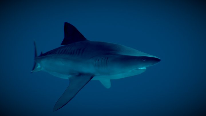 Tiger Shark (Galeocerdo Cuvier) 3D Model