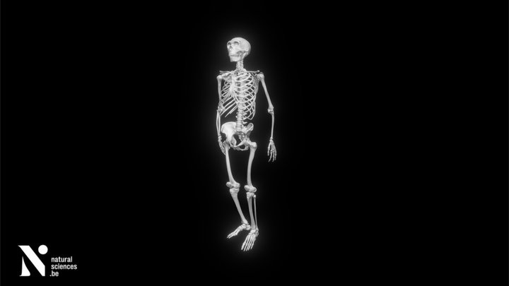 Spy II skeleton 3D Model