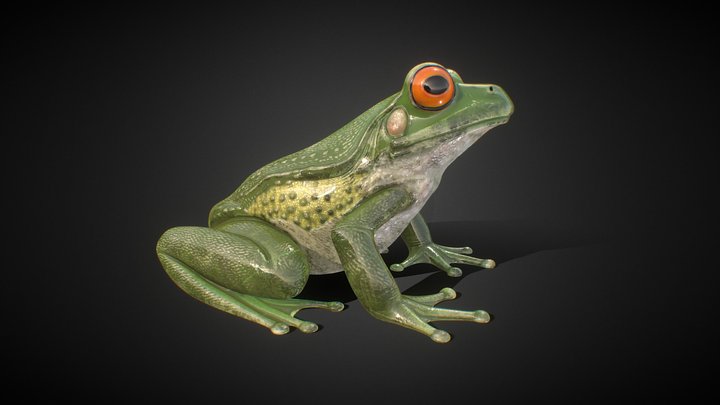 Rana 3D models - Sketchfab