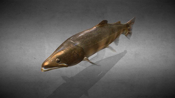Bull Trout