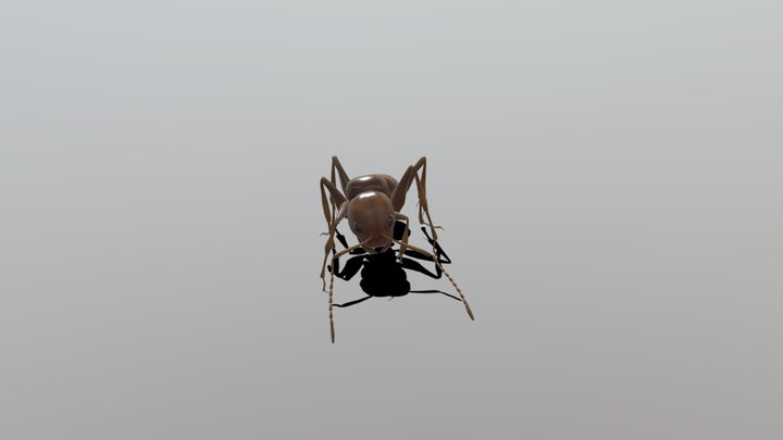 ant 3D Model