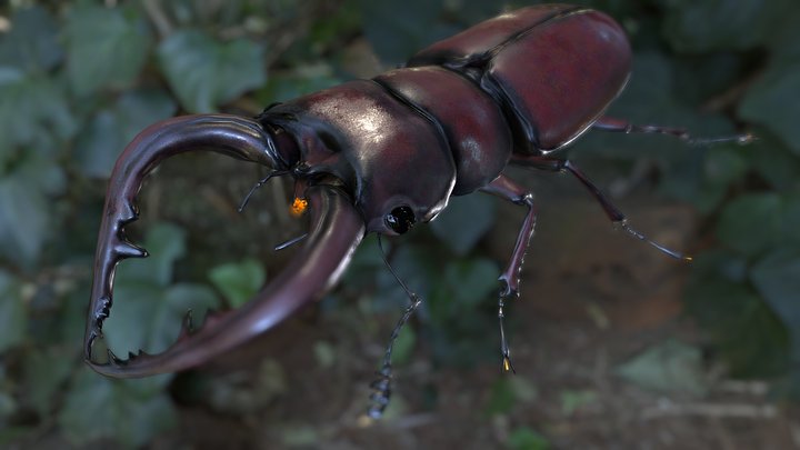 Stagbeetle 3D models - Sketchfab