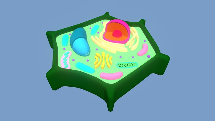 Vegetal Cell 3D Model
