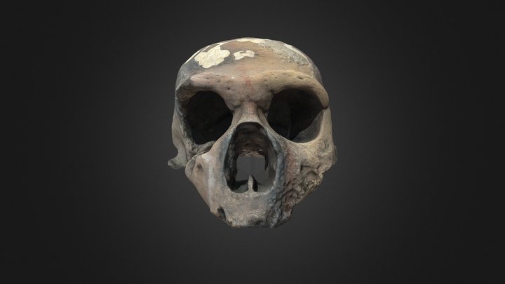 Cranio del Circeo (Guattari I) 3D Model