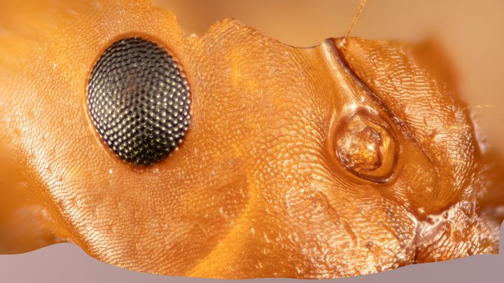 Ant eye (Camponotus nicobarensis) – Modello 3D gratuito STL