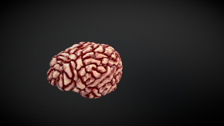 Human brain 3D Model