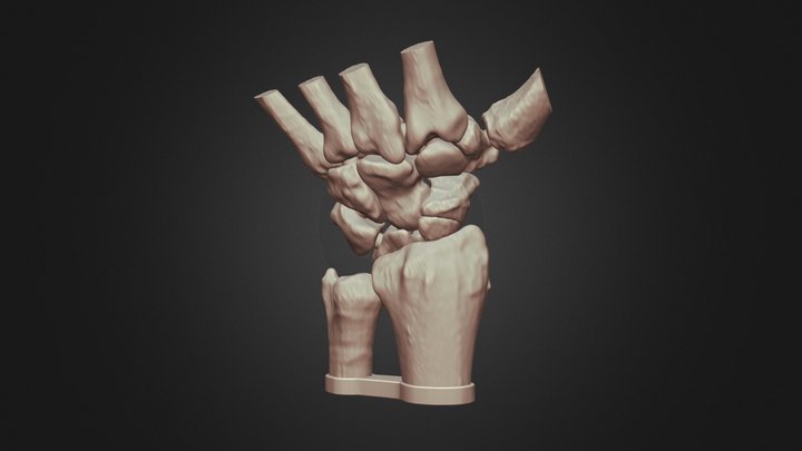 HandBones 3D Model
