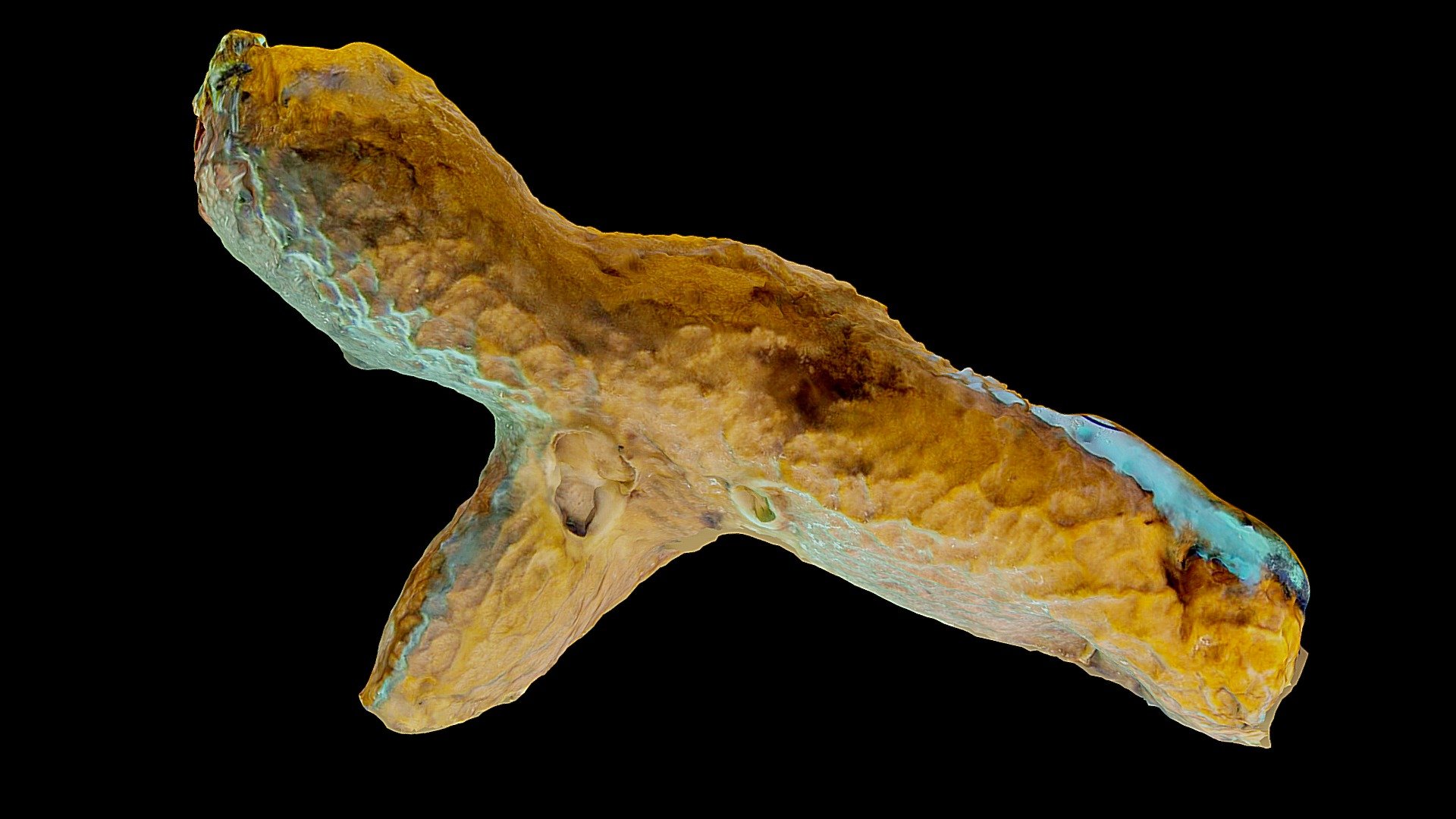 #20: Chondrosia reniformis