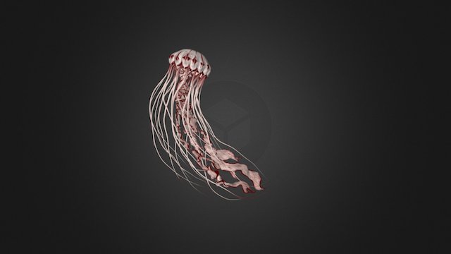 Jelly_Fish By: Elizabeth DeAngelis 3D Model