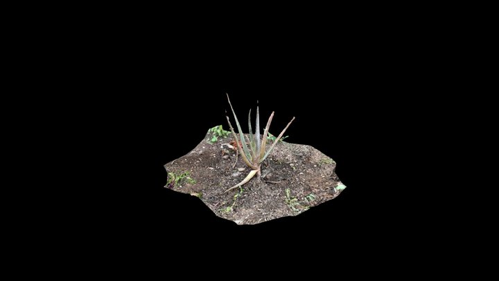 Aloe Vera 02 (raw photogrammetry scan) 3D Model