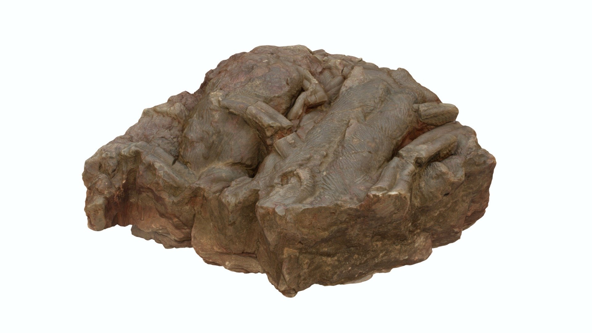 Pistes de trilobites (bioturbations Cruziana)