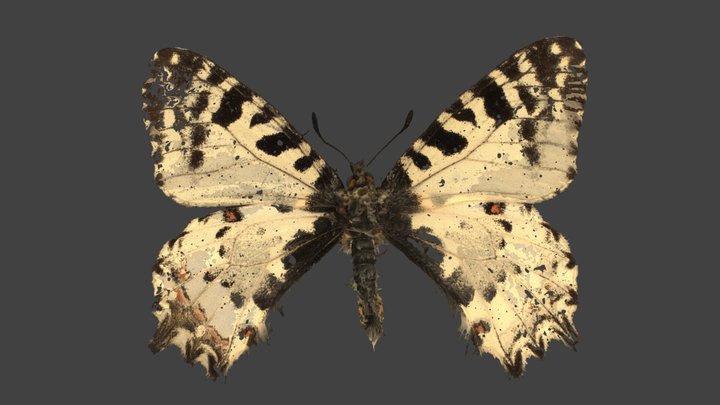 Zerynthia Cerisyi Cypria – Modello 3D gratuito STL