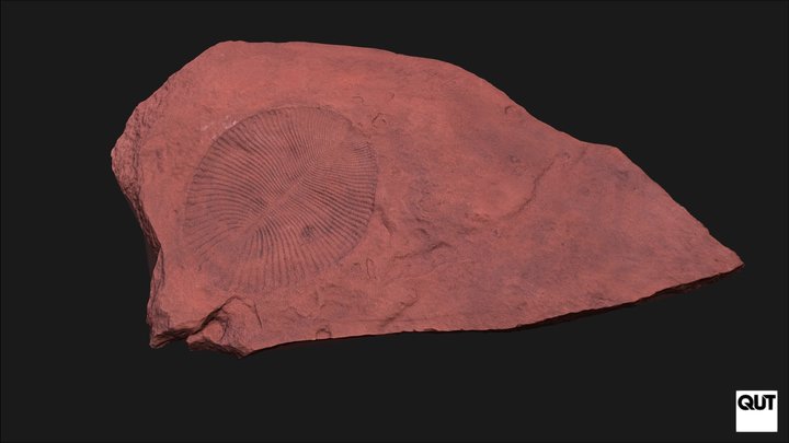 ERB102 Ediacaran Fauna Dickinsonia costata 3D Model