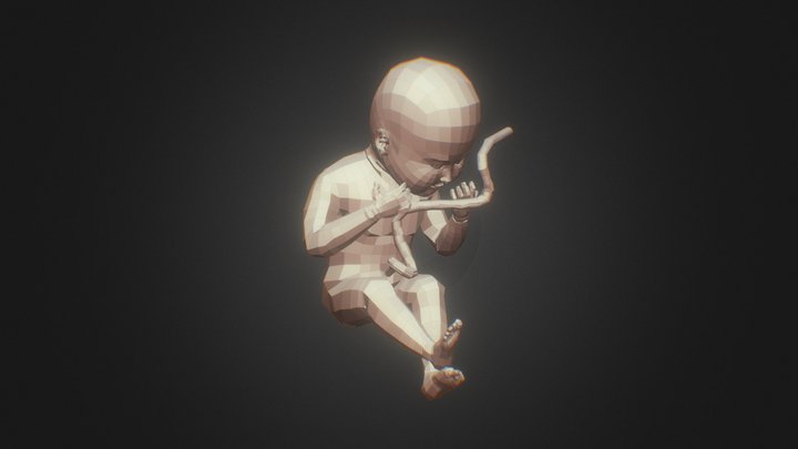 Human Fetus 3D Model