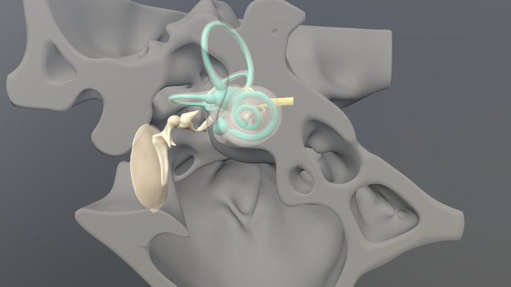 Middle and Inner Ear 3D Model