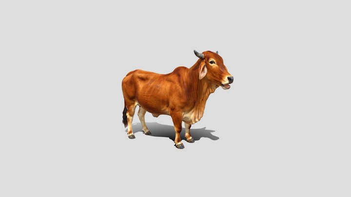 Realistic cow 3d model free