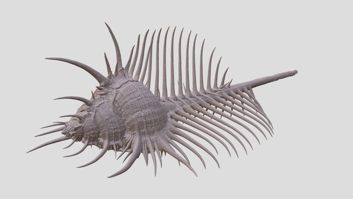 Murex pecten (DMNS:Inv:26734) – Kostenloses 3D-Modell STL
