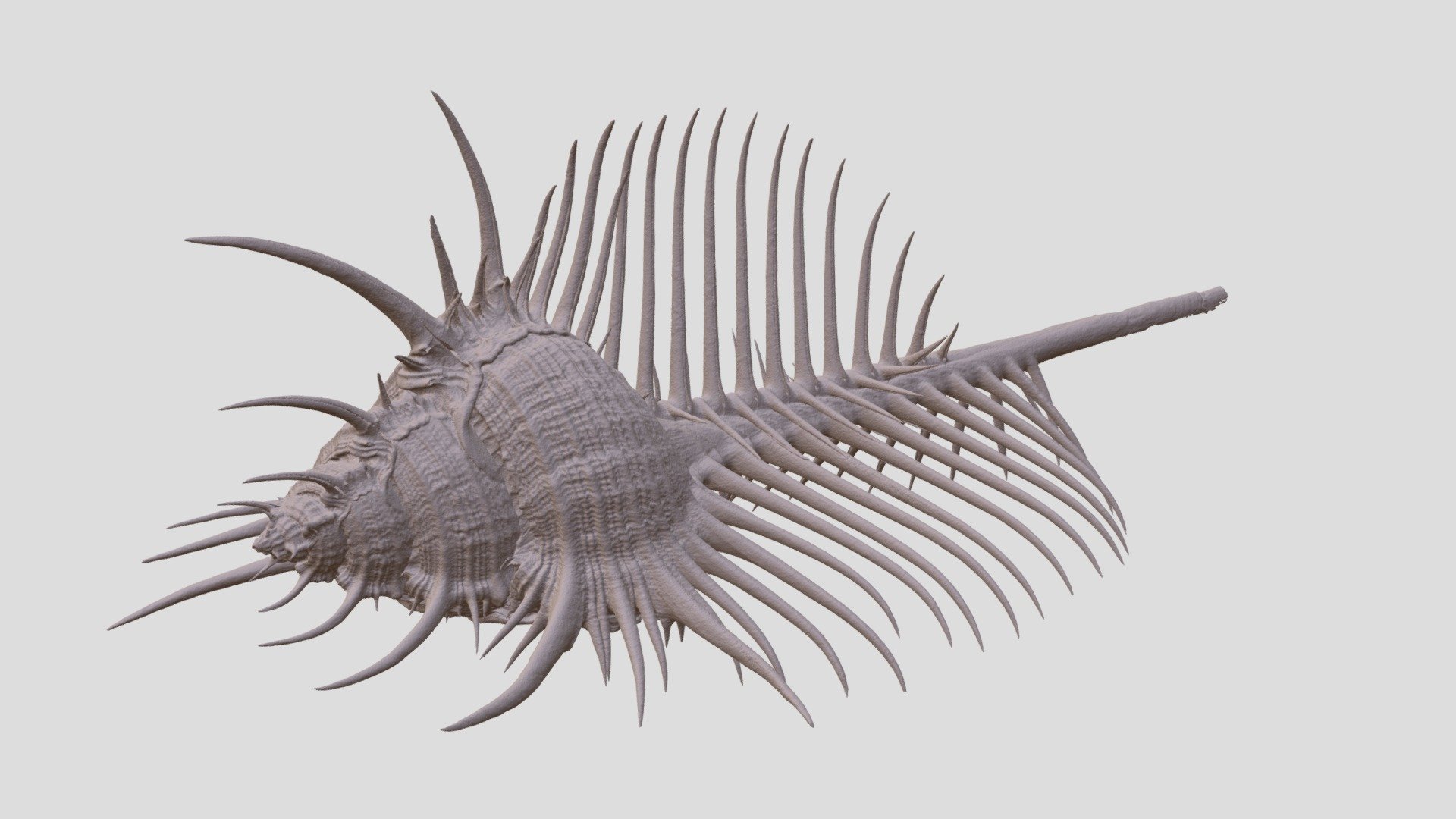 Murex pecten (DMNS:Inv:26734)