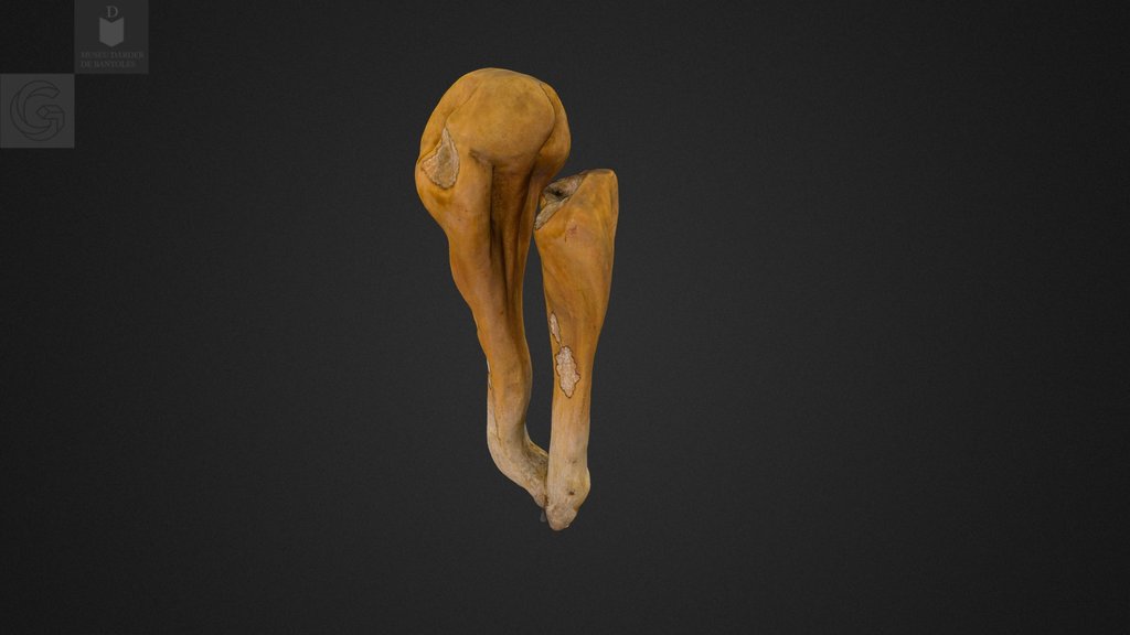 Bolet bossa, Museu Darder