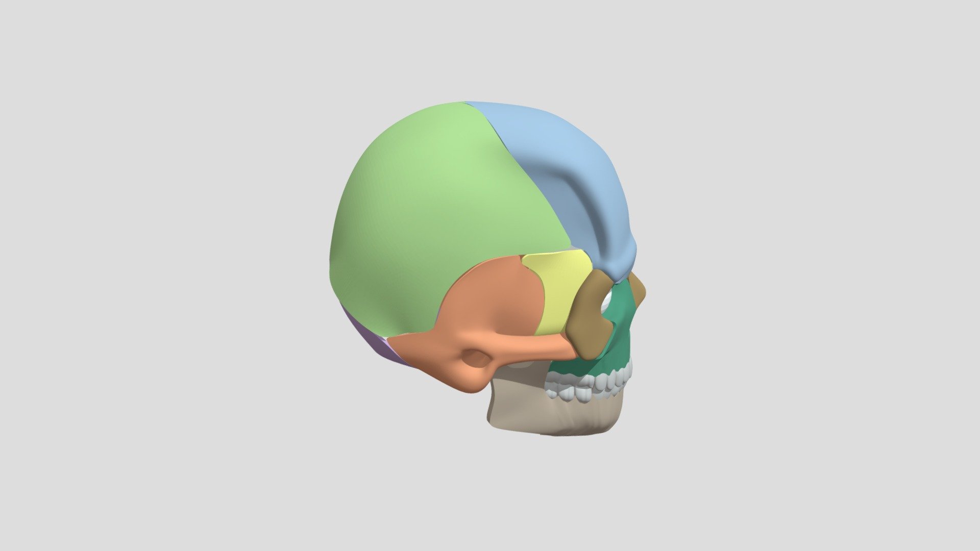 Skull - 3D model by Pham Minh Hoang (@phamhoangg0812) [c384eba] - Sketchfab