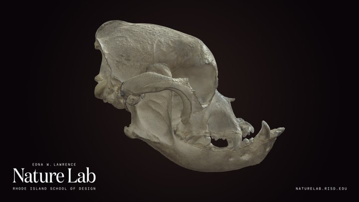 Bulldog Skull