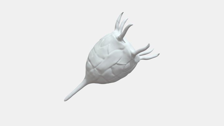 Zooplankton | Keratella cochlearis