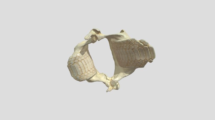Bat Ray Jaw 3D Model