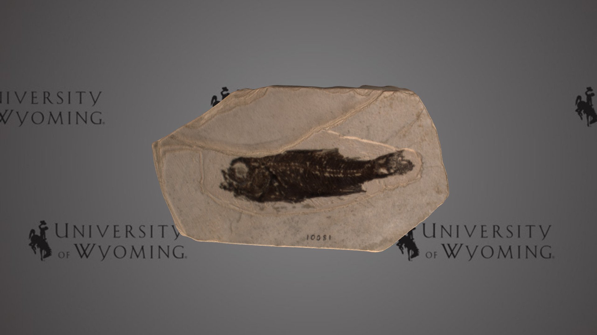 UW10081 - Plioplarchus whitei, Skeleton