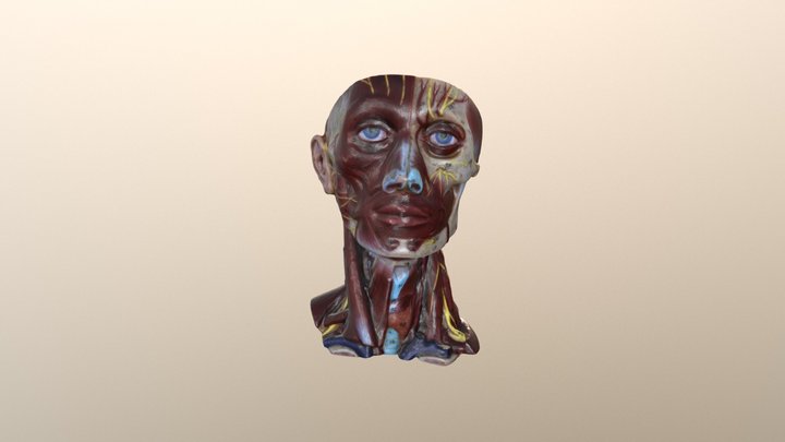 Human Anatomy-head 3D Model
