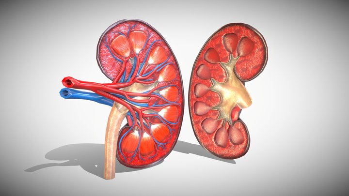 Kidney Anatomy 3D 3D Model