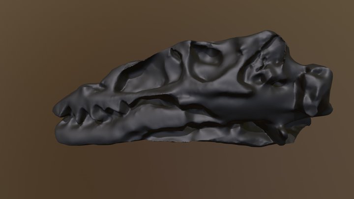 Skull of Dilong, early tyrannosaur 3D Model