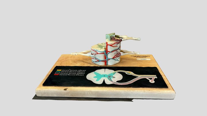 Spinal Cord Model 3D Model
