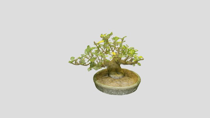 Bonsai_ Tree_9 – Free 3D Model STL