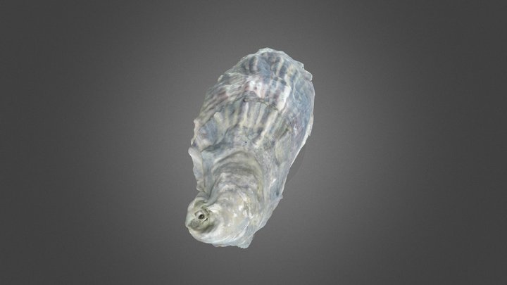 Shell 3 3D Model