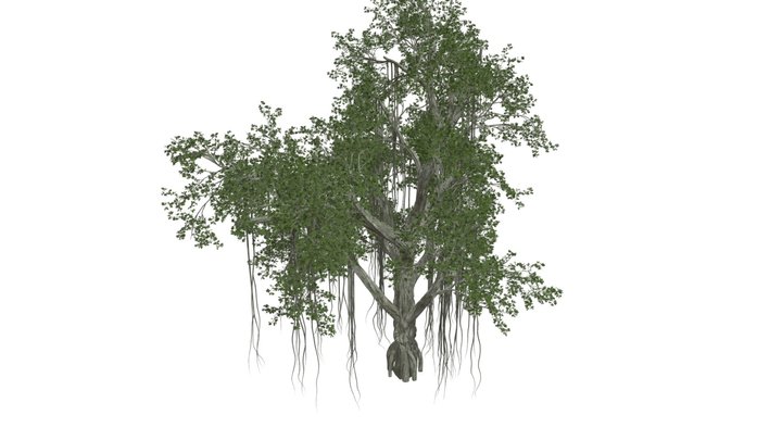 Chinese Banyan Tree #05 3D Model
