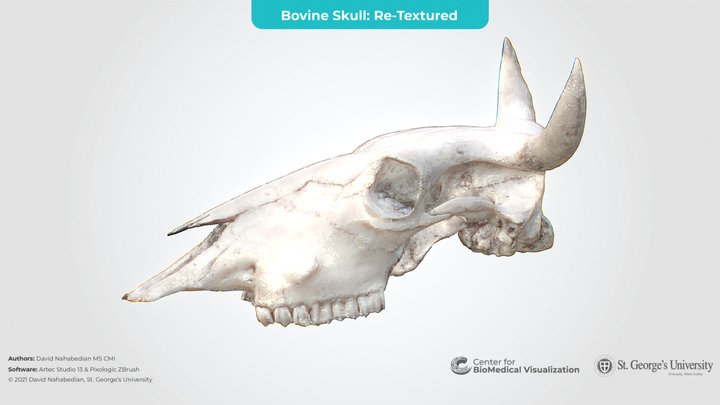 Animal Anatomy - A 3D model collection by The Center for BioMedical Visualization at SGU (@SGUMedArt) - Sketchfab Animal Anatomy - A 3D model collection by The Center for BioMedical Visualization at SGU (@SGUMedArt) - Sketchfab