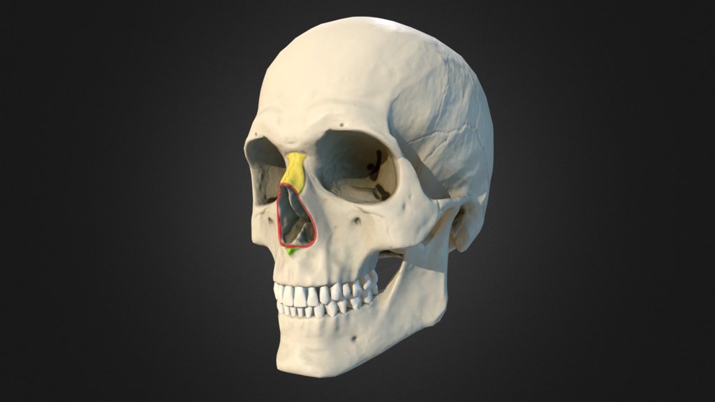 p18 Nasal bones - 3D model by Anatomy Next (@a4s) [c39b43e] - Sketchfab