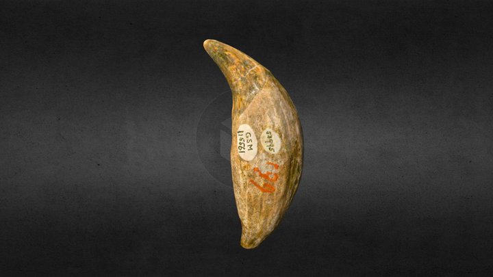 GSM 115561 Cave bear tooth 3D Model