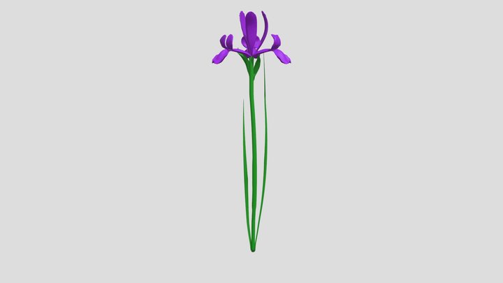 blue_iris 3D Model