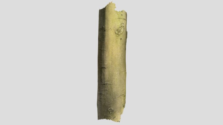 Rotbuche 3D Model